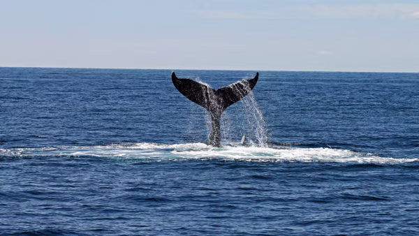 Sydney – Whale Watching